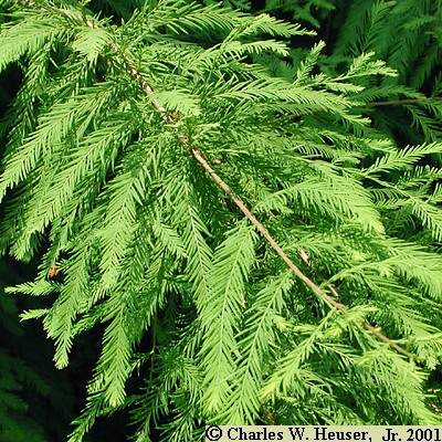 Bald Cypress Leaf